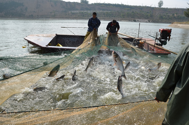 蒲城大浴河开发公司水库渔业生态养殖喜获丰收